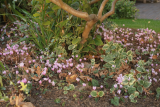 cyclamen hederifolium RCP9-2018 (87).JPG